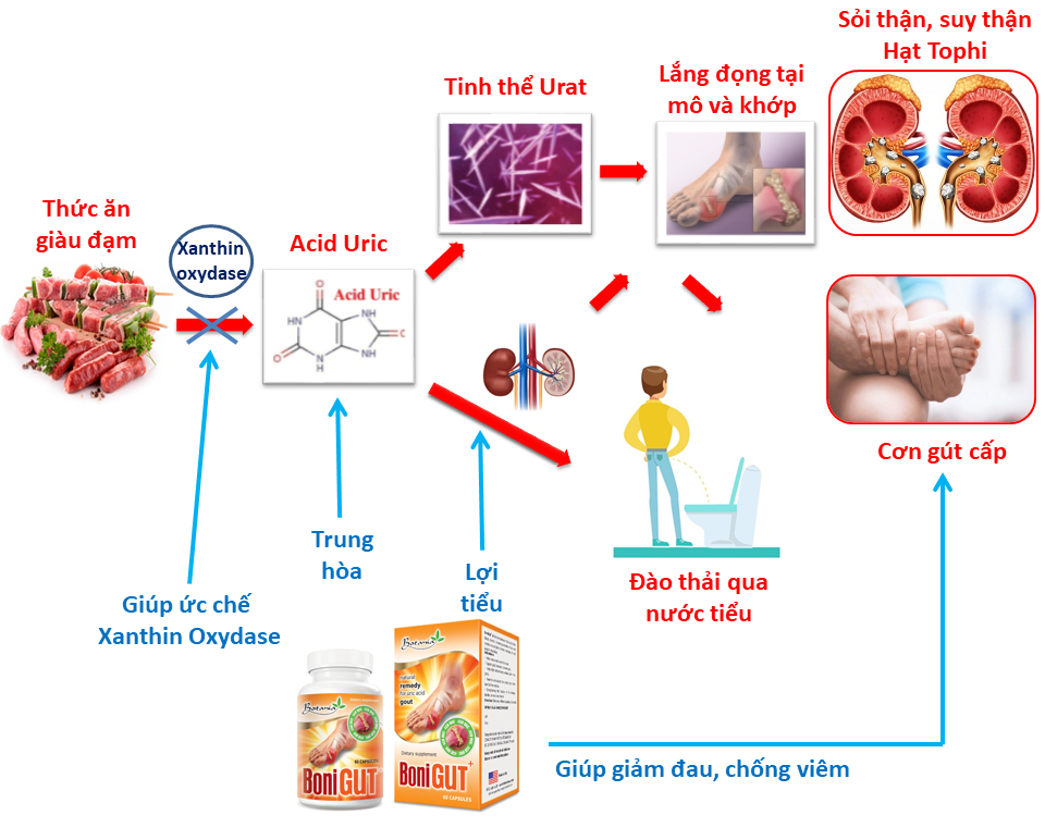  BoniGut có cơ chế tác động toàn diện