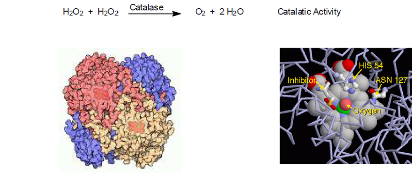 Enzyme catalase- loại bỏ tận gốc nguyên nhân gây bạc tóc 