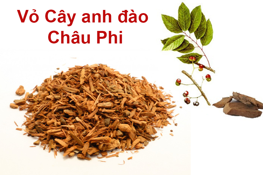 Vỏ cây anh đào châu Phi giúp cải thiện tốt bệnh phì đại tuyến tiền liệt