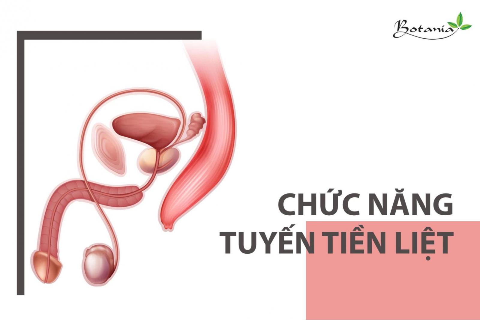 Chức năng tuyến tiền liệt là gì? Bị phì đại tuyến tiền liệt có nguy hiểm không?