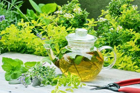 Bị suy giãn tĩnh mạch chân nên uống cây gì?