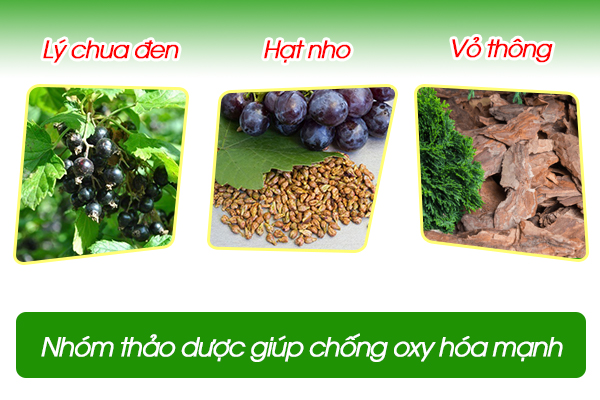 Nhóm thảo dược giúp chống oxy hóa mạnh