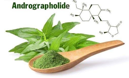 Andrographolide có trong xuyên tâm liên